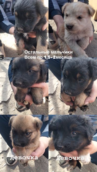 Отдам бесплатно щенков!!!