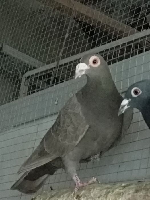 Продам голубей коричневых и черных драконов