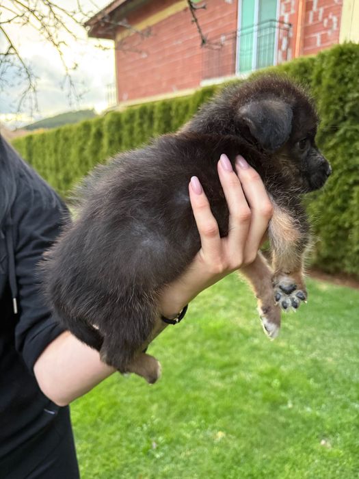 Подарявам 3 бебета кучета