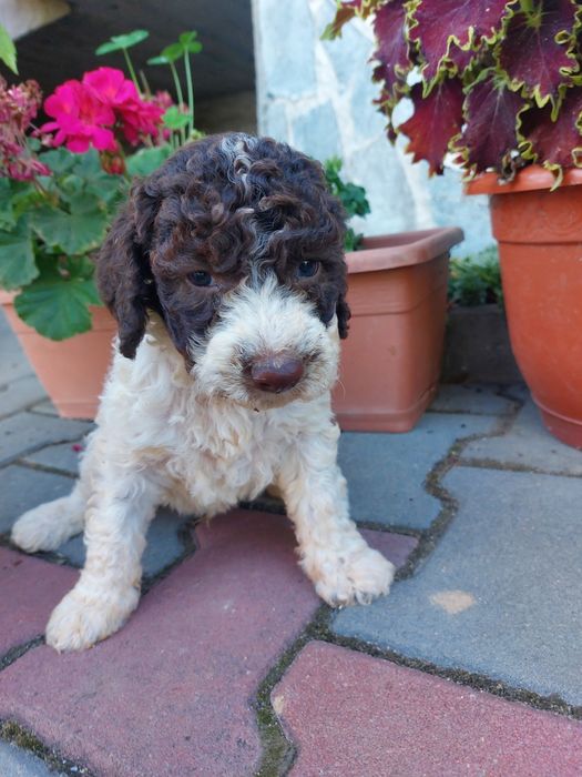 Baiat lagotto romagnolo