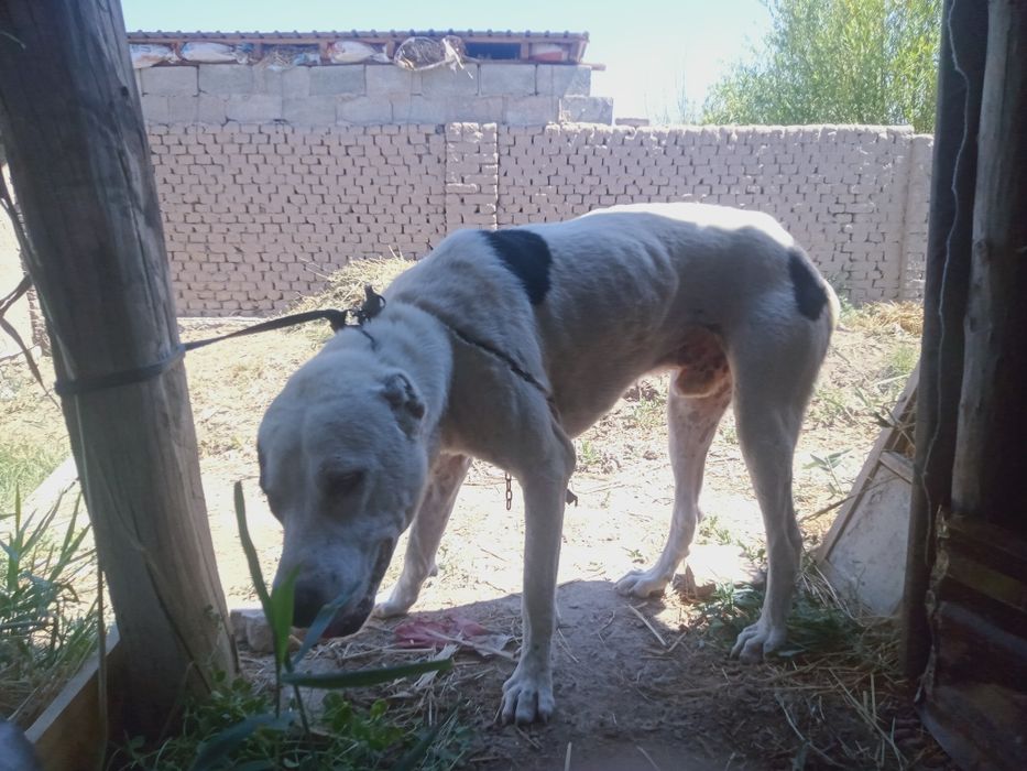 Meni. Itim. Eng. Zorlaridan