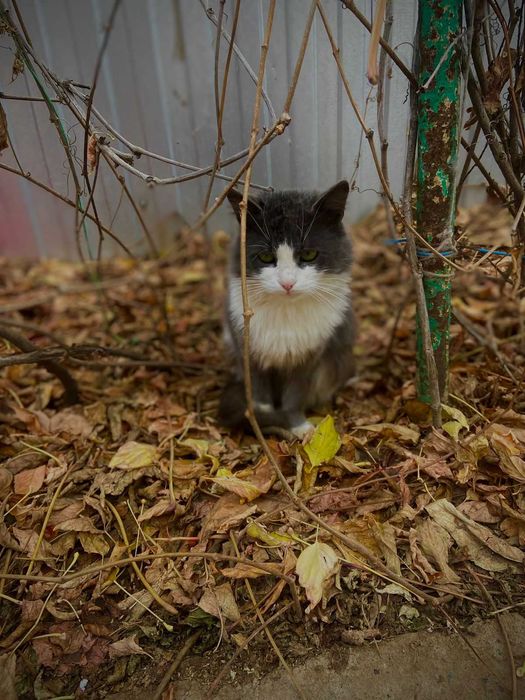 Ищем любящую семью котику