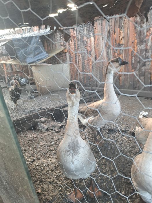 Gaste africane de vanzare