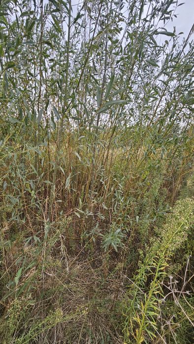 Salcie / Plop cu radacina nuda