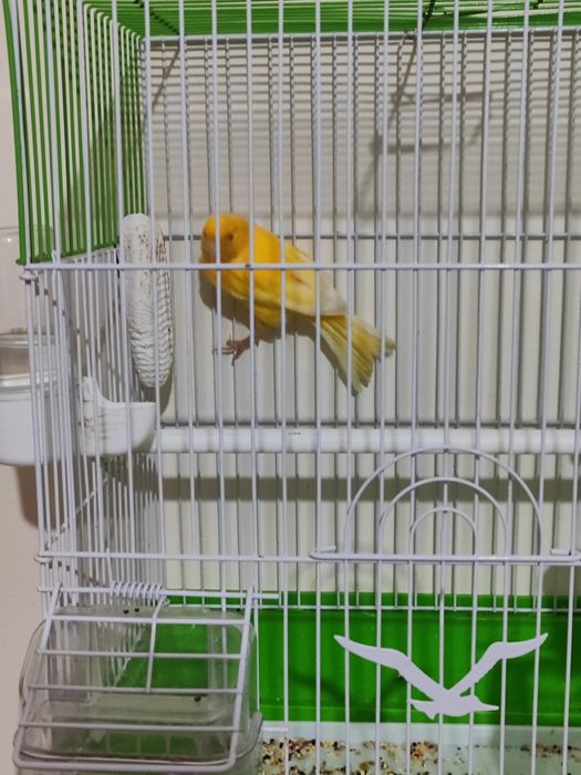 Хар хил канарейкалар бор жуфтлар хам бор