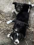 Catelusi spre adoptie