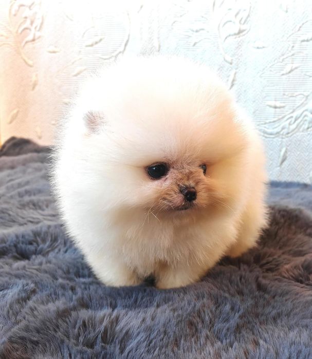 Померанчета мини момченца и момиченца