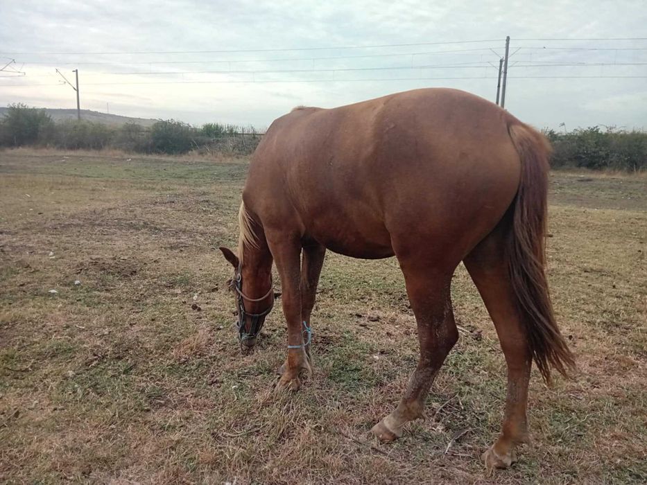 Vand armasar 3500 de lei