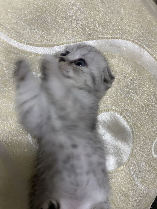 Милые лапуски!!!