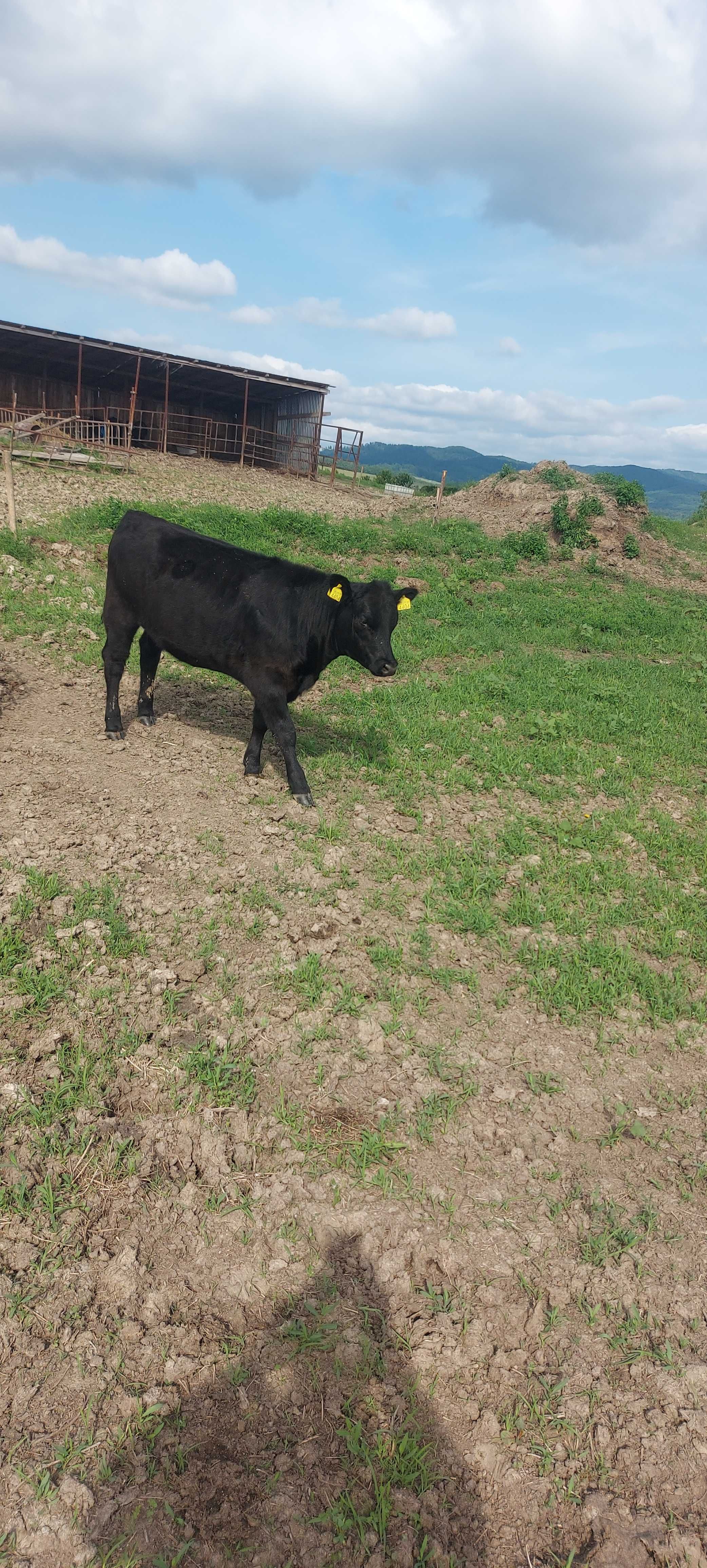 Vitele angus cu acte