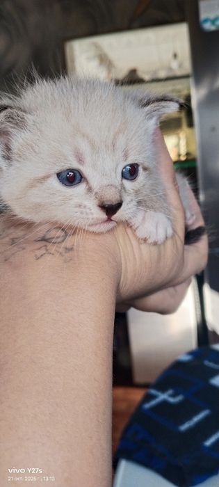 Отдам котят в добрые руки две недели