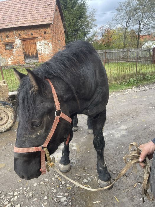 Mânz de vanzare-bine ingrijit
