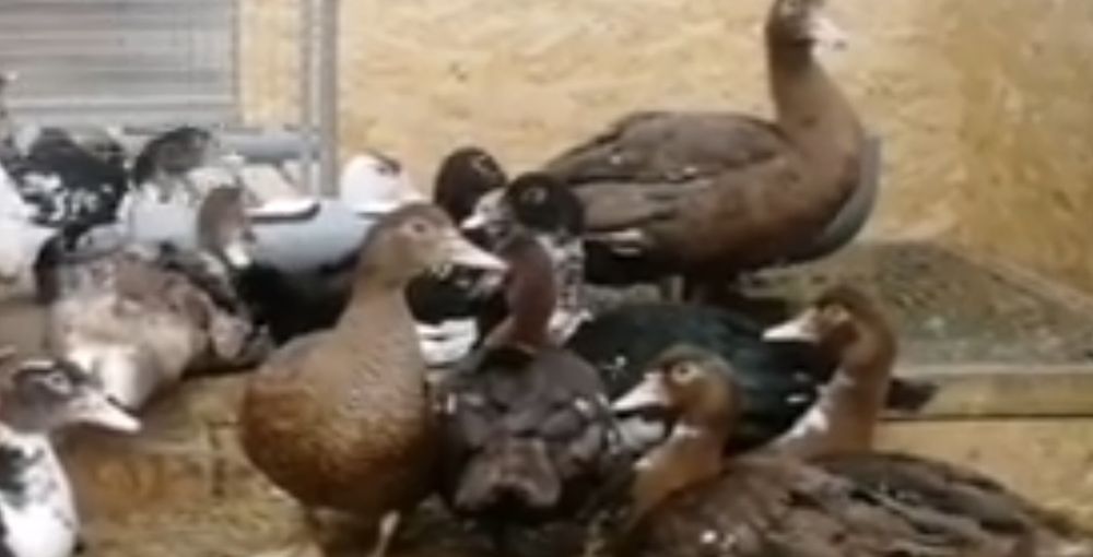 12 айлык индоутка  сатылады