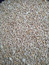 Grau Triticale 2023