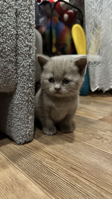 Продам Котят Шотландцев