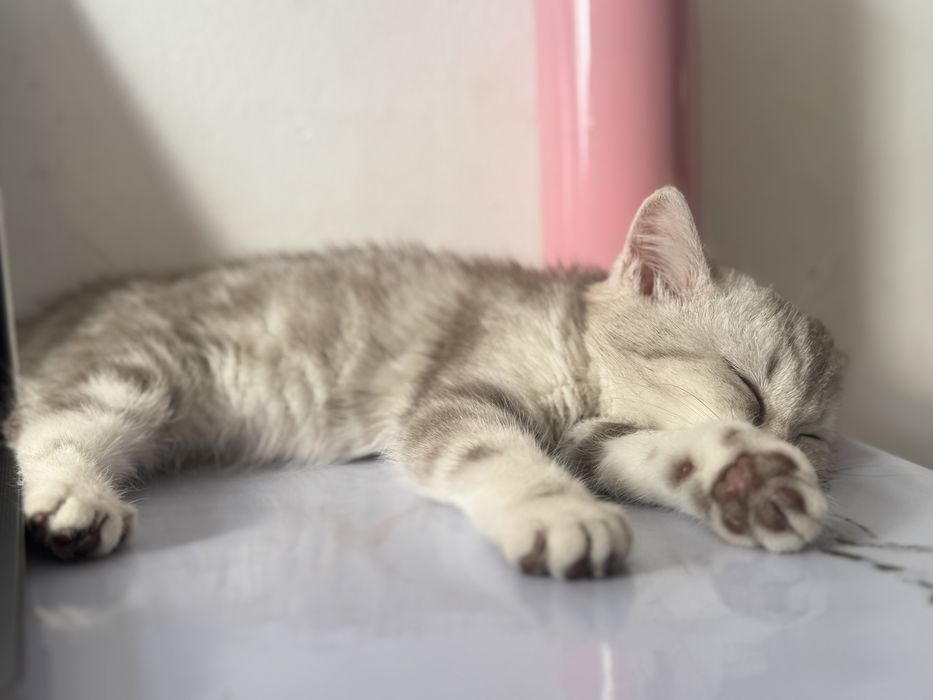 Котенок , шотладская прямоухая