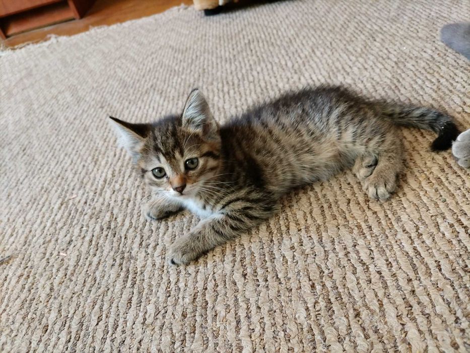 Отдам кошечку бесплатно