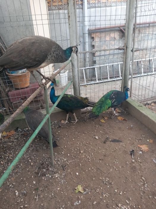 Vând masculi maturi