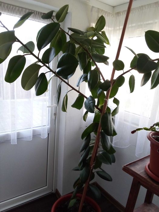 Ficus de vânzare