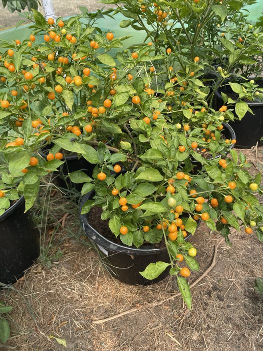 Aji Charapita, ardei iuti la ghiveci, seminte, fulgi de ardei