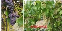 struguri albi negri de vin NOHAN ALB si NEGRU pentru vin