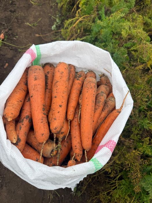 Ceapă si Morcov de vanzare