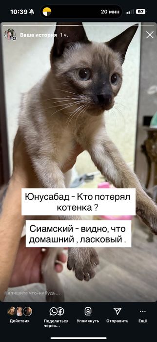 Кто потерял сиамского котенка Юнусабад ?