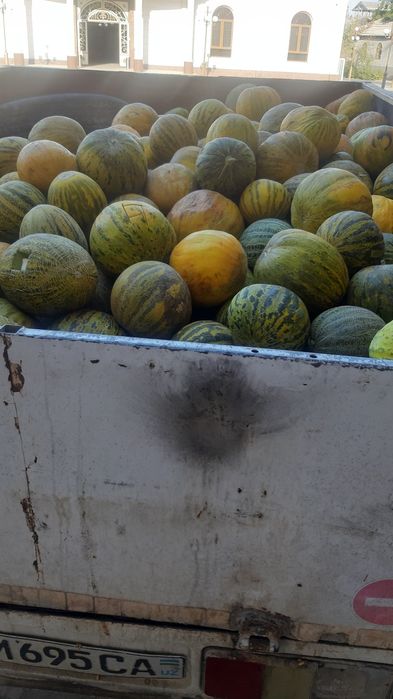 Qovun puchoq sotilade kilose 1000 sumdan