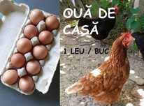 vindem oua de casa