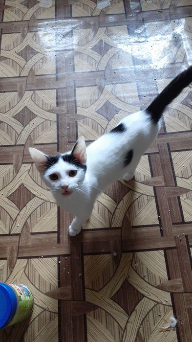 Pisici spre adoptie