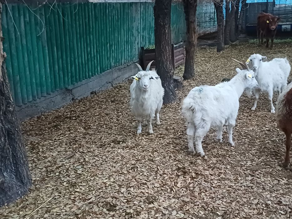 Семiз ешкi сатам