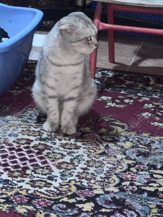 Skottishfold ogil bola