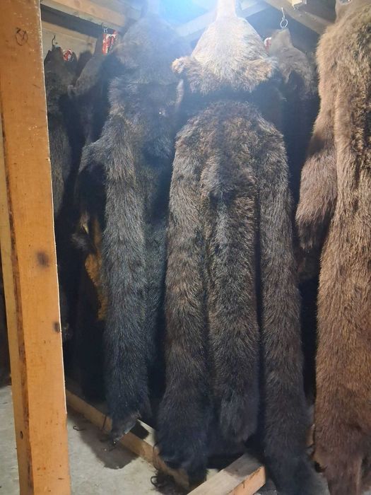 Piei de urs de vanzare