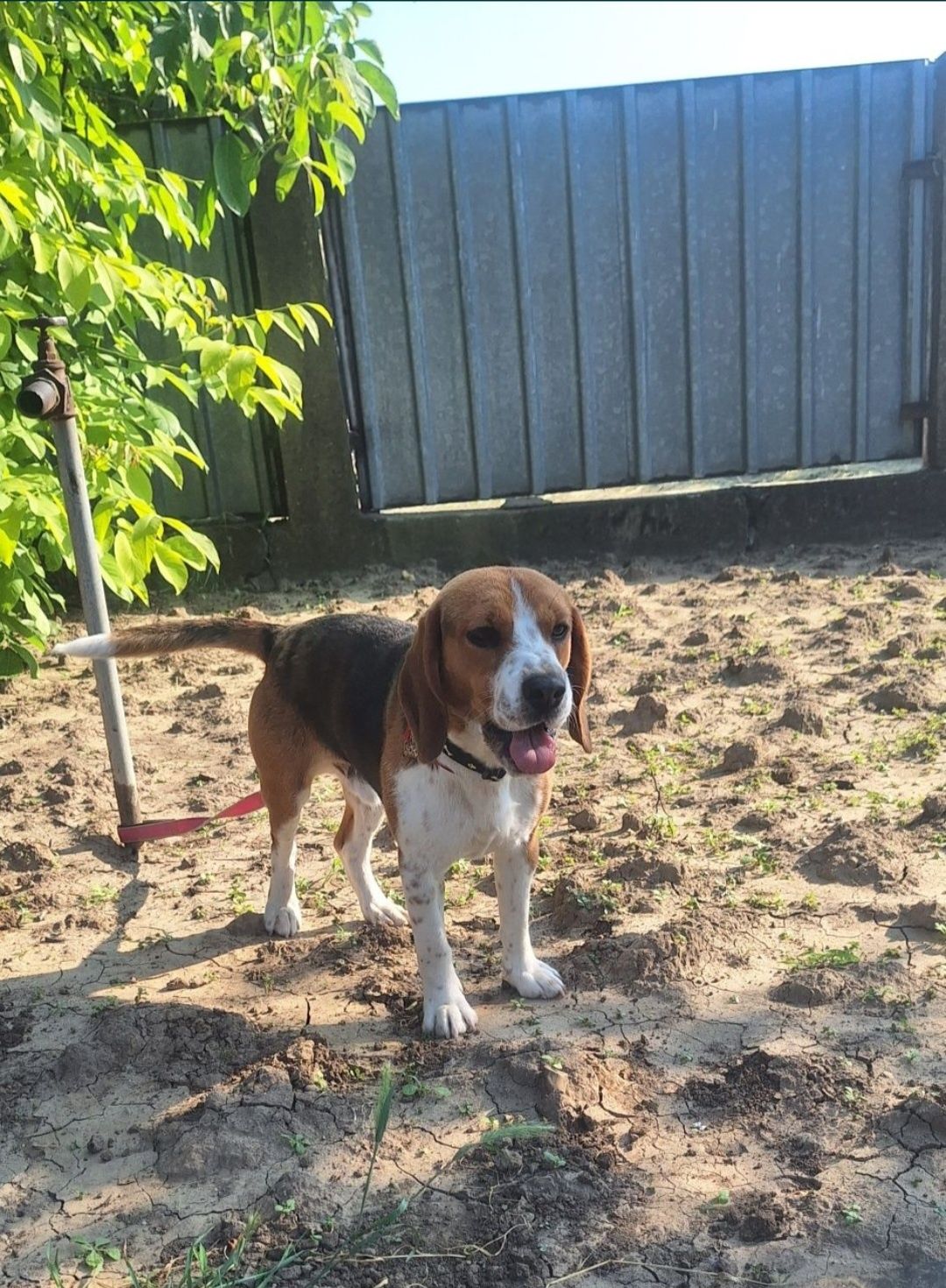 OFERTĂ! Beagle, baietel, la un pret modest