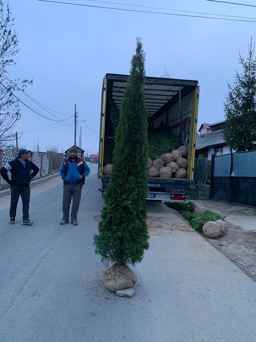 Plante ornamentale pentru o grădină de vis livrare gratuită