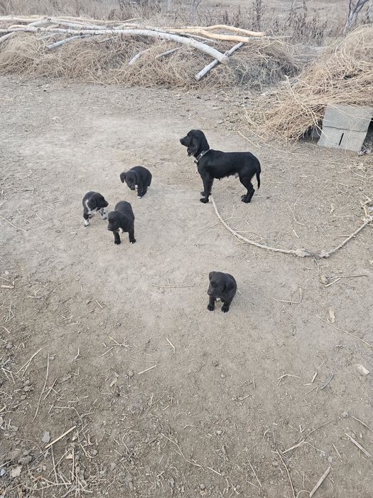 Чистый Русский охотничий спаниель