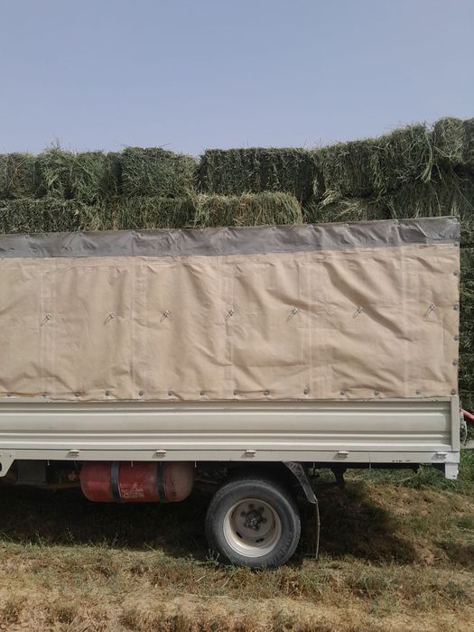 Holati alo batafsil telda gaplashamz