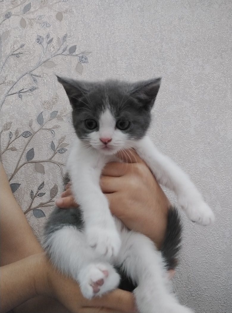 Шотландский вислоухий и прямоухи
