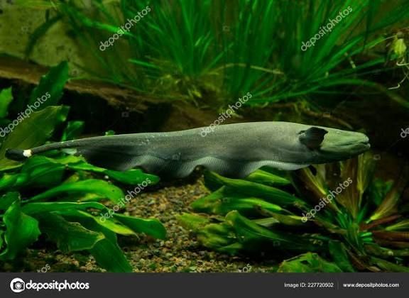 Peste de acvariu 50cm peste cutit ghost knife fish