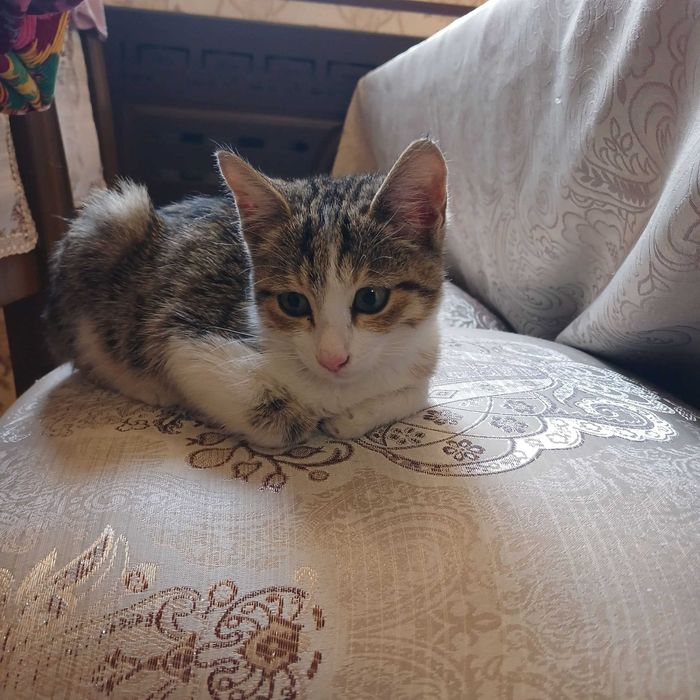Котята бесплатно