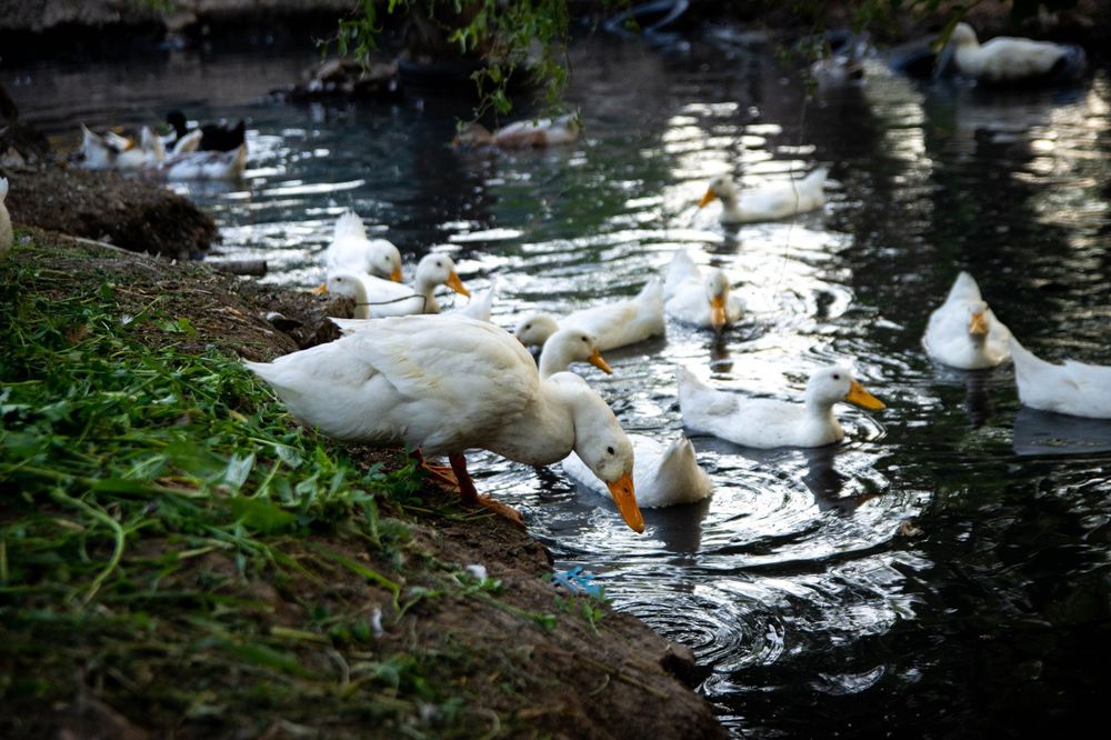 Rațe pekin crescute organic in curte