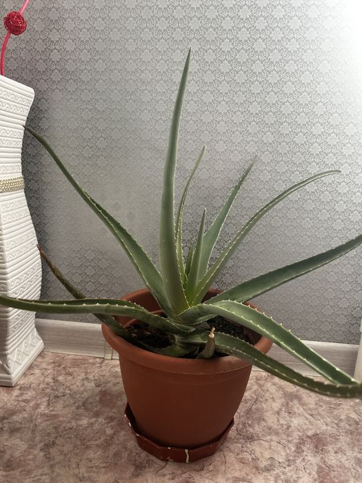 Алое 5 лет продам