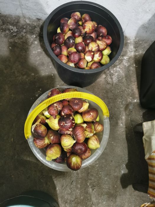 Смокиня дръвче 4 годишни вкоренени при покупка на всички отстъпка. .