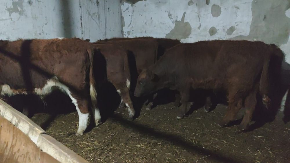 Продается бычки.