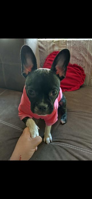 Продавам френски булдог