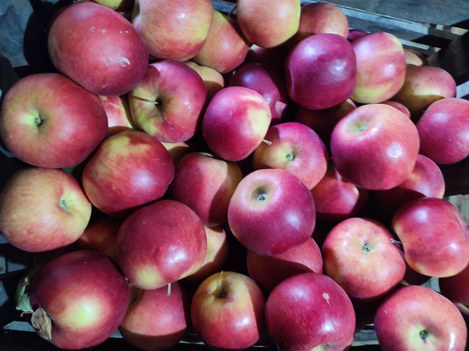 VAND mere calitatea I, Golden, Ionatan, Florina, Idared