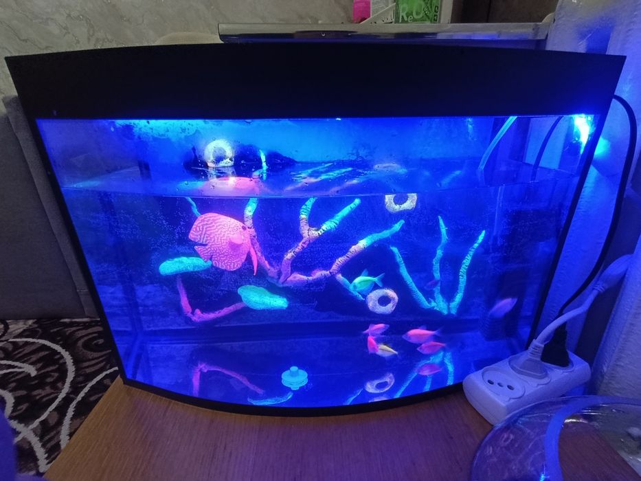 Akvarium Baliqlari bilan sotiladi