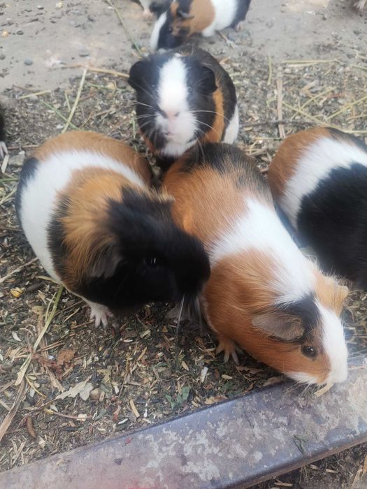 Porcușori de guinea