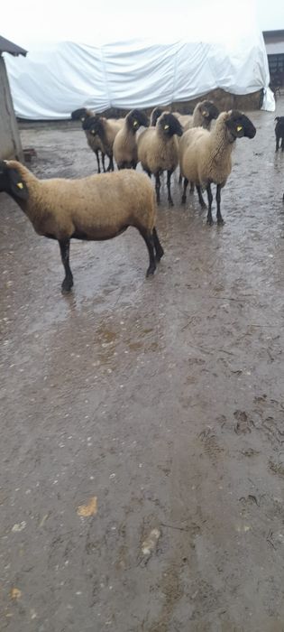 Vând 10 oi gestante