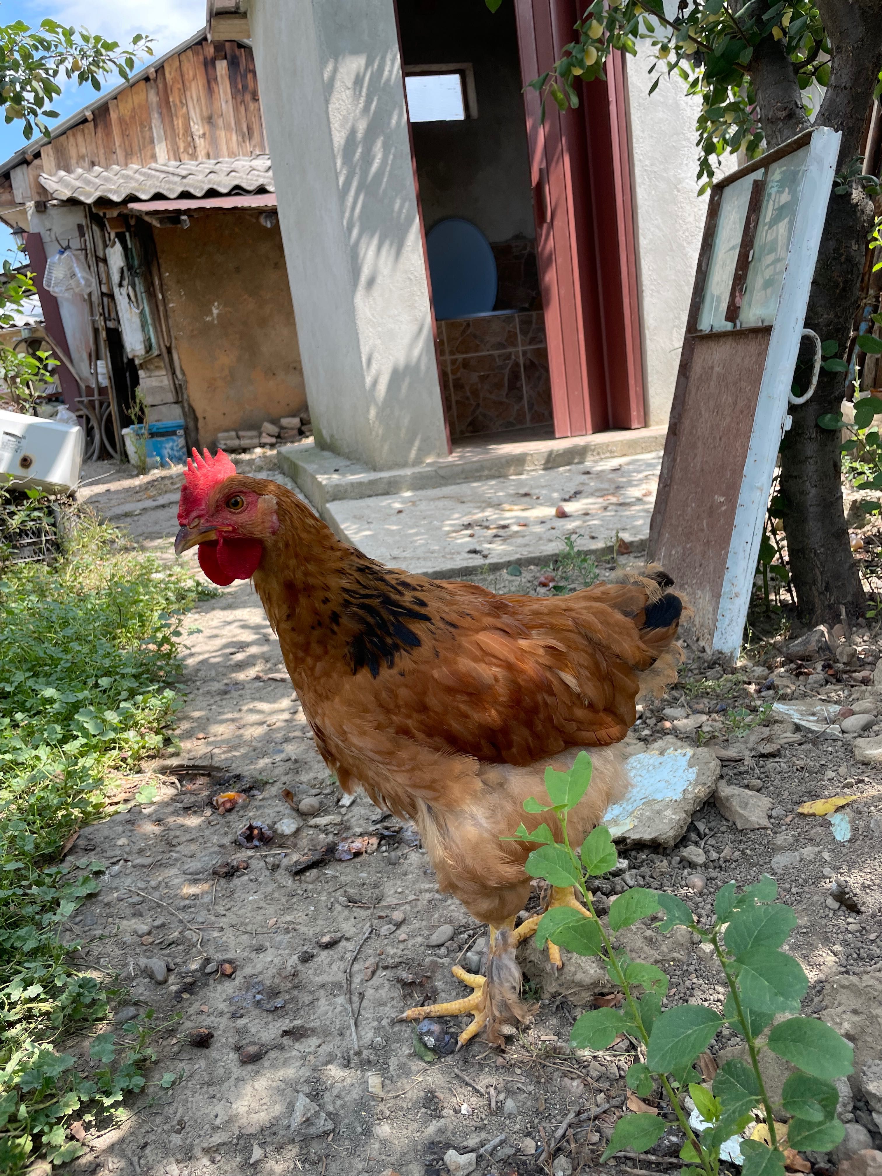 Cocoși de țară tineri